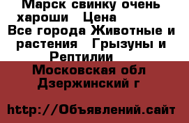 Марск свинку очень хароши › Цена ­ 2 000 - Все города Животные и растения » Грызуны и Рептилии   . Московская обл.,Дзержинский г.